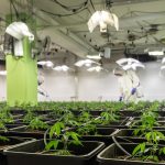 Проращивание семян марихуаны подробное руководство