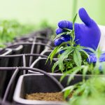 Лечебные свойства семян конопли