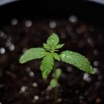 Выращивание семян конопли подробная инструкция