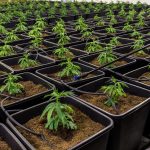 Семена конопли Auto Critical Jack feminised от Dinafem Seeds