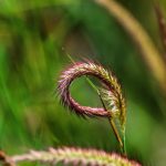 Сайты семян конопли и их роль в популяризации культуры конопли