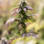 Семена конопли Auto White Widow CBD feminised от Dinafem Seeds