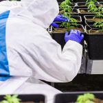 Семена конопли Auto Northern Lights x AK feminised от Ganja Seeds