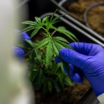 Семена марихуаны и их выращивание images365.jpg