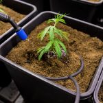 Семена конопли Auto Critical Orange Punch feminised от Dutch Passion Seeds images379.jpg