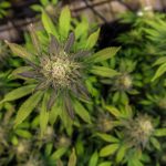 Skunk x Early Skunk feminised от Ganja Seeds: характеристики и выращивание сорта конопли