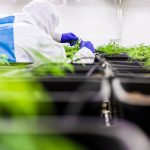 Покупка семян конопли в Москве images395.jpg