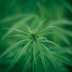 Как поджарить семена конопли