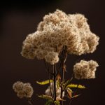 Семена конопли White Widow feminised от Breeders Community Seeds images423.jpg