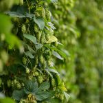 Магазин дешёвых семян конопли: преимущества и выбор семян