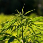 Конопляные семена и их польза для здоровья и красоты images44.jpg