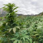 Полезные свойства и применение семян конопли в Иркутске