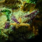 Покупка семян марихуаны в Гагарине: юридический аспект и практические советы images462.jpg