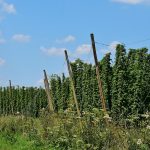 Можно ли курить семена конопли images473.jpg