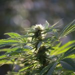 Где купить семена высокой конопли и как сделать правильный выбор