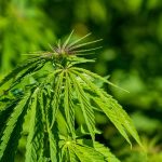 Сорт конопли Bubble Gum от производителя Ganja Seeds images57.jpg