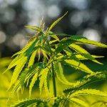 Семена конопли Auto King`s Kush feminised от Green House Seeds