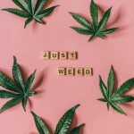 Сорт конопли Ocean Grown Cookies feminised от Dinafem Seeds