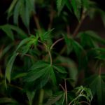 Как посадить семена марихуаны и ухаживать за ними image_125.jpg