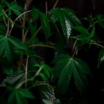 Законность семян марихуаны