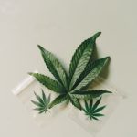 Семена конопли Mazar x Euforia от Magicon Ganja Seeds