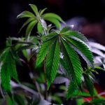 Автоцветущие Семена Конопли Преимущества и Особенности Выращивания