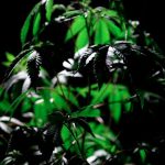 Покупка семян марихуаны в специализированных магазинах image_146.jpg