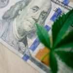 Семена конопли Jacky White feminised от Paradise Seeds image_154.jpg