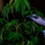 Семена конопли и их использование