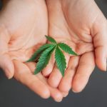 Хранение семян марихуаны в России: ответственность и последствия