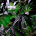 Покупка семян марихуаны: как сделать правильный выбор