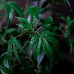 Фирменные Семена Конопли Залог Успешного Выращивания image_205.jpg