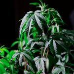 Семена конопли и их фотографии в различных контекстах