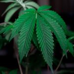 Проращивание семян марихуаны