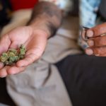 Покупка семян марихуаны почтой и уход за растениями