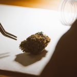 Покупка семян марихуаны в Санкт-Петербурге аспекты и риски