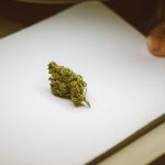 Семена конопли Blueberry regular от Dutch Passion Seeds