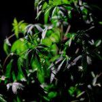 Покупка семян конопли почтой особенности и рекомендации