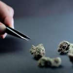 Запах семян конопли и их применение