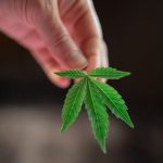 Преимущества и особенности выращивания голландских семян конопли image_269.jpg