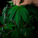 Проращивание семян конопли основные проблемы и решения image_27.jpg