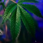 Семена конопли Auto Exodus Cheese feminised от Green House Seeds image_272.jpg