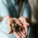 Сбор и хранение семян конопли image_297.jpg