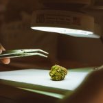 Семена конопли Auto Galaktika feminised от Ganja Seeds