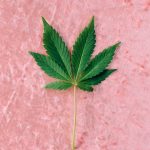 Время созревания семян конопли image_340.jpg