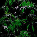 Семена конопли Buddha Pulsar feminised от Buddha Seeds