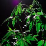 Посадка пророщенных семян конопли image_354.jpg