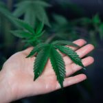 Сбор и хранение семян конопли