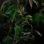 Покупка семян конопли в России: законодательство и практические аспекты image_360.jpg