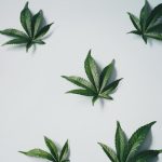 Семена конопли Auto Blue Kush feminised от Ganja Seeds image_386.jpg